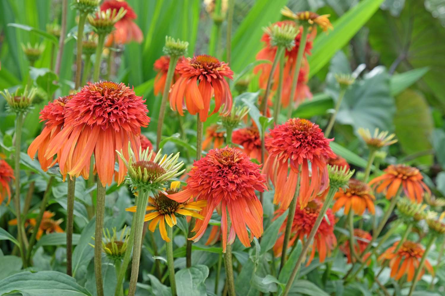 Echinacea 'Hot Papaya'